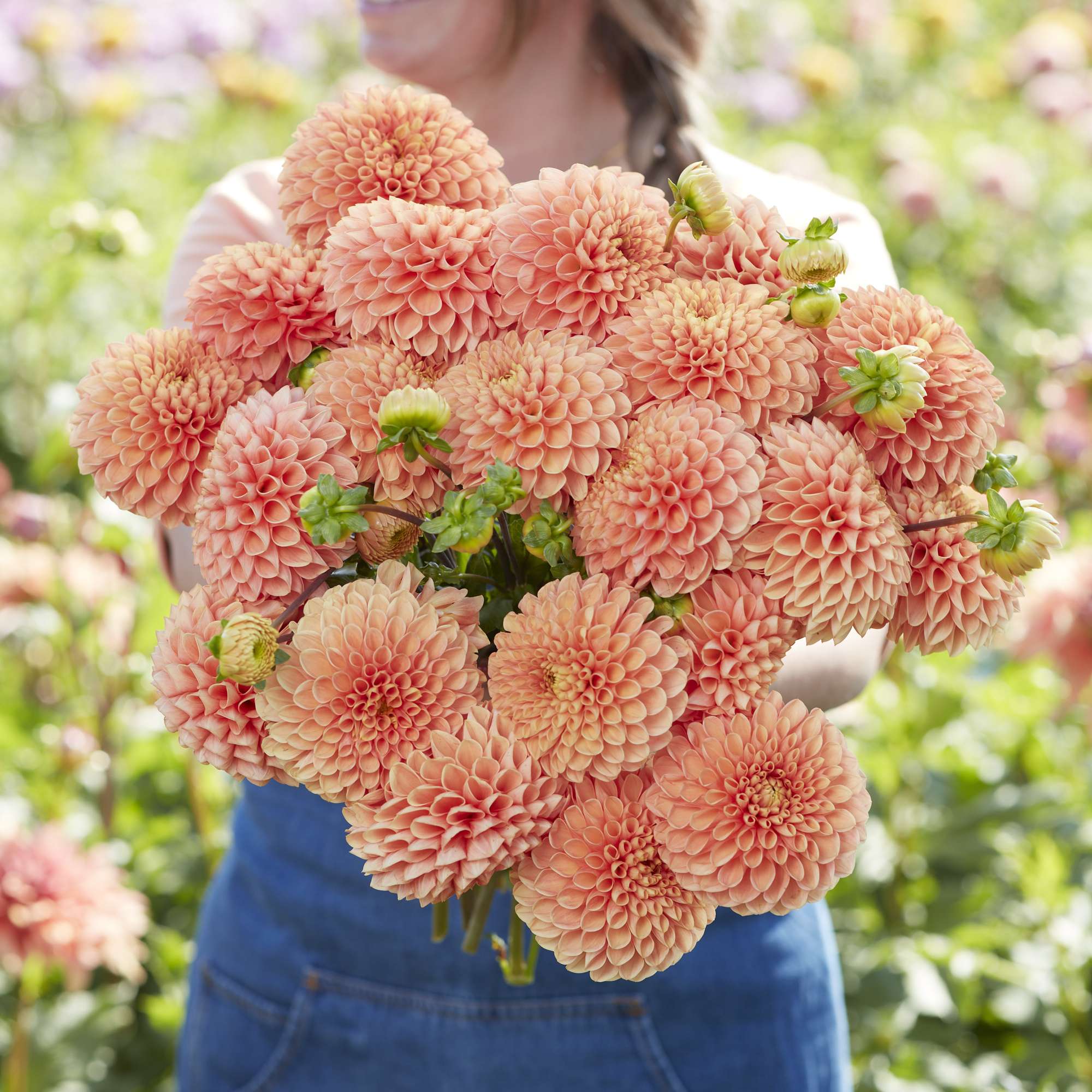 Dahlia 'Coral Charm'